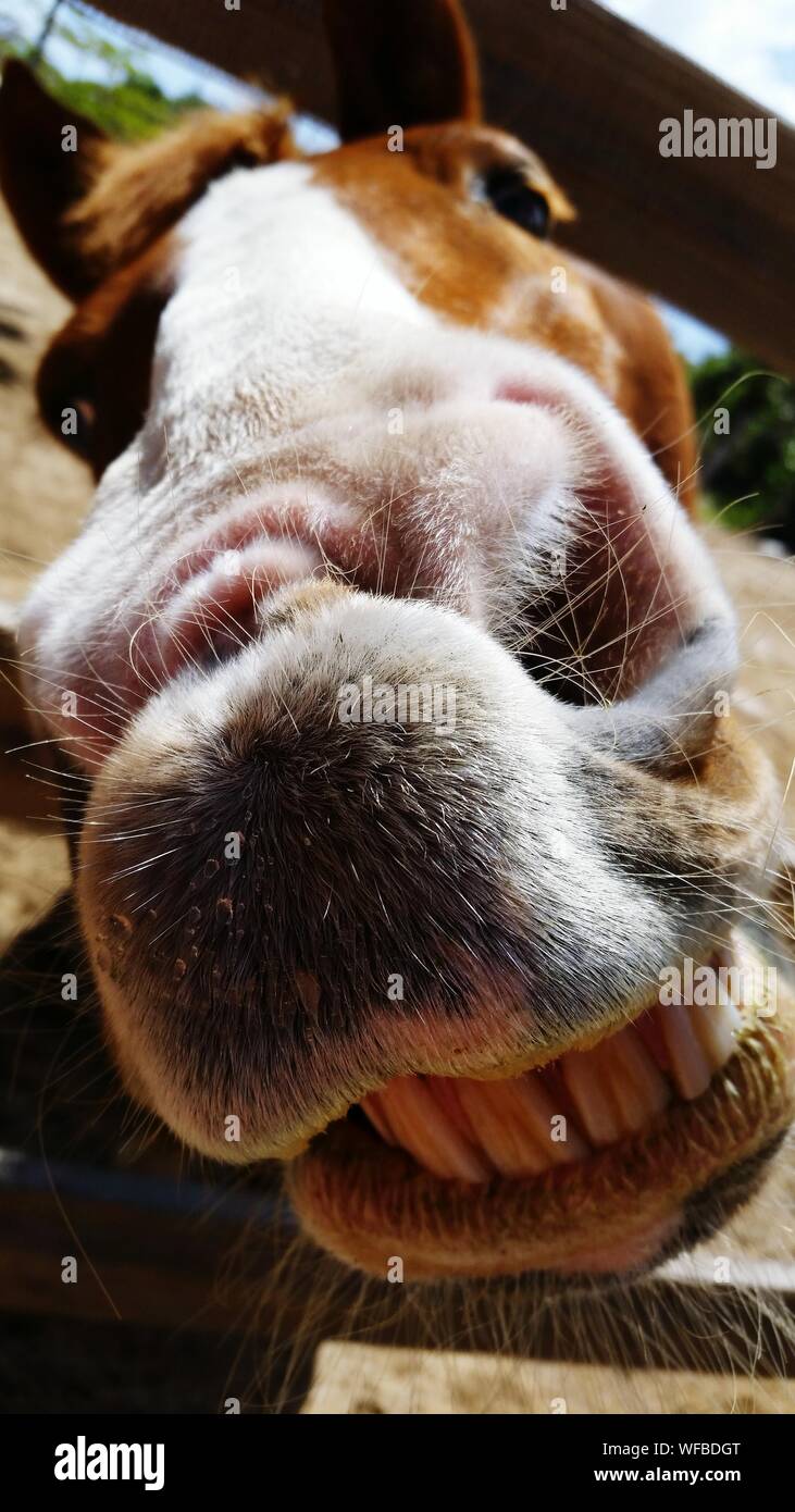 Close-up de caballo con sonrisa cursi en Rancho Foto de stock