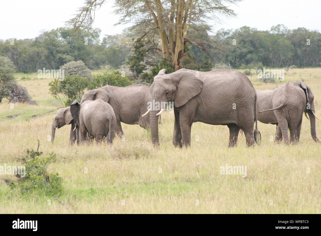 Los elefantes de pastoreo en campo de hierba Foto de stock