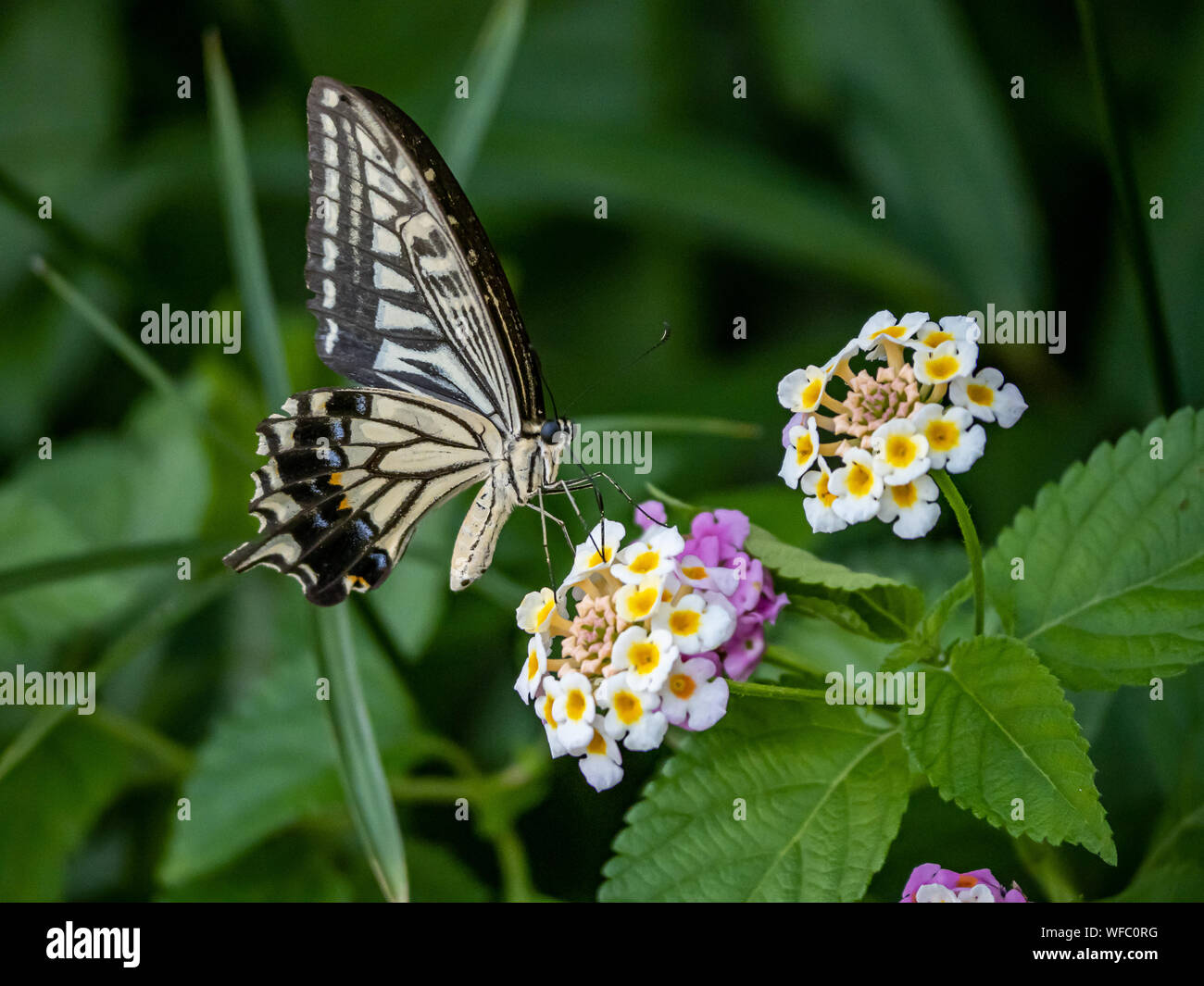 Una papilio xuthus butterfly, también llamado comúnmente una especie asiática, China, o Xuthus amarillo ESPECIE especie se alimenta de pequeños lantana flo Foto de stock