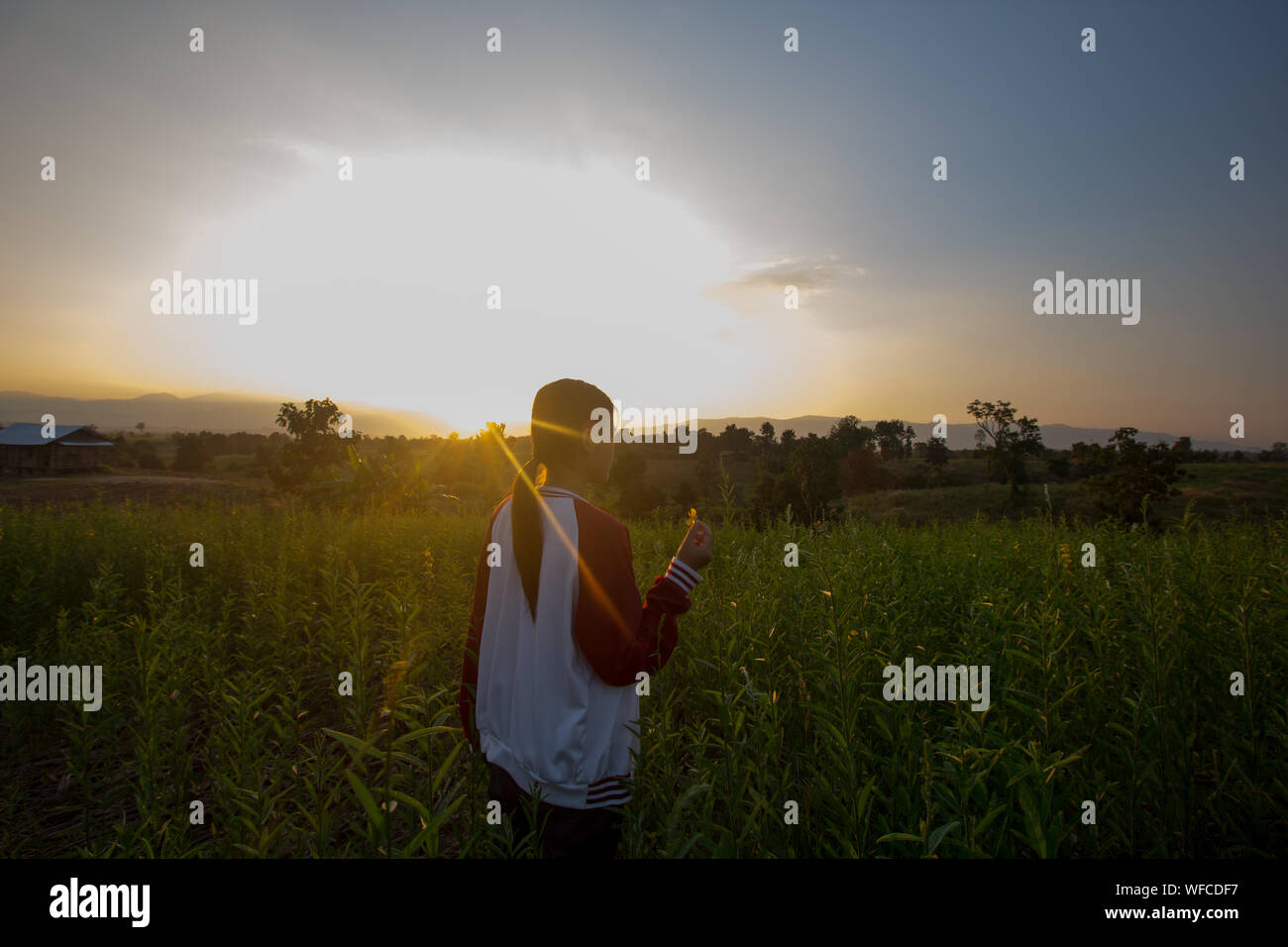 Mujer sosteniendo retroiluminado con flor de campo contra el cielo durante la puesta de sol Foto de stock