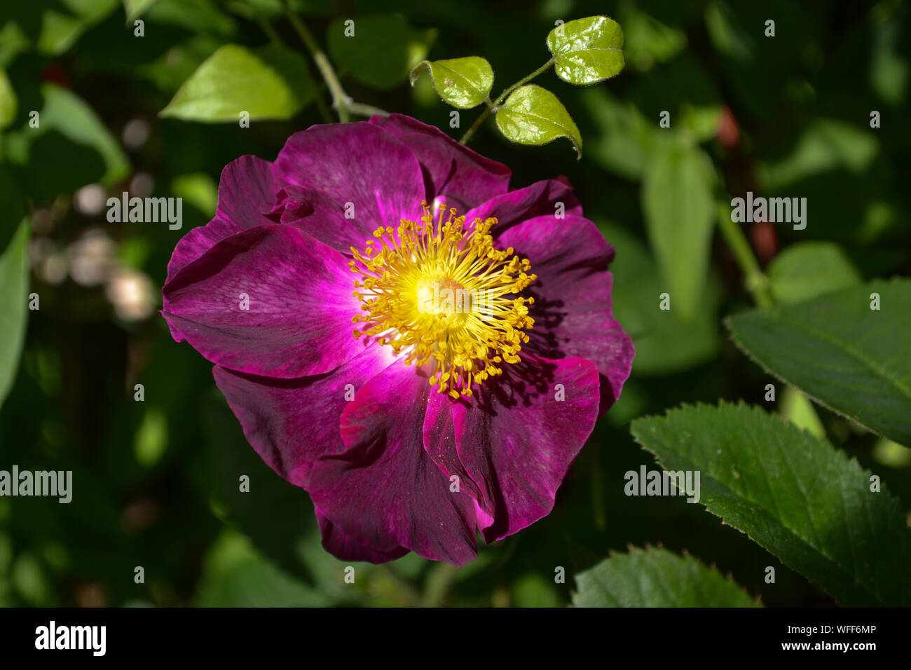 Rosa gallica violacea, La Belle Sultane, dark crimson rosas antiguas en un jardín inglés Foto de stock