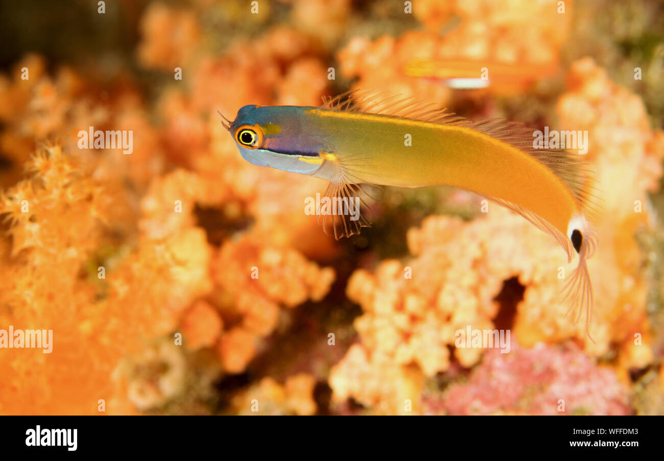 Ecsenius stigmatura Tailspot blenny, Raja Ampat Indonesia Foto de stock