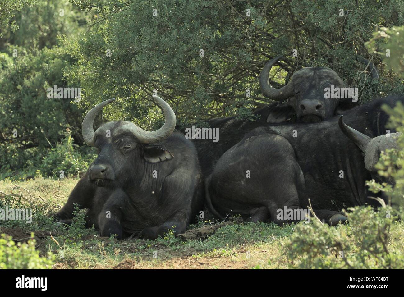 El búfalo africano (Syncerus caffer) descansando en la sombra de la sabana arbolada en el Parque Nacional de Elefantes Addo, Eastern Cape, Sudáfrica Foto de stock