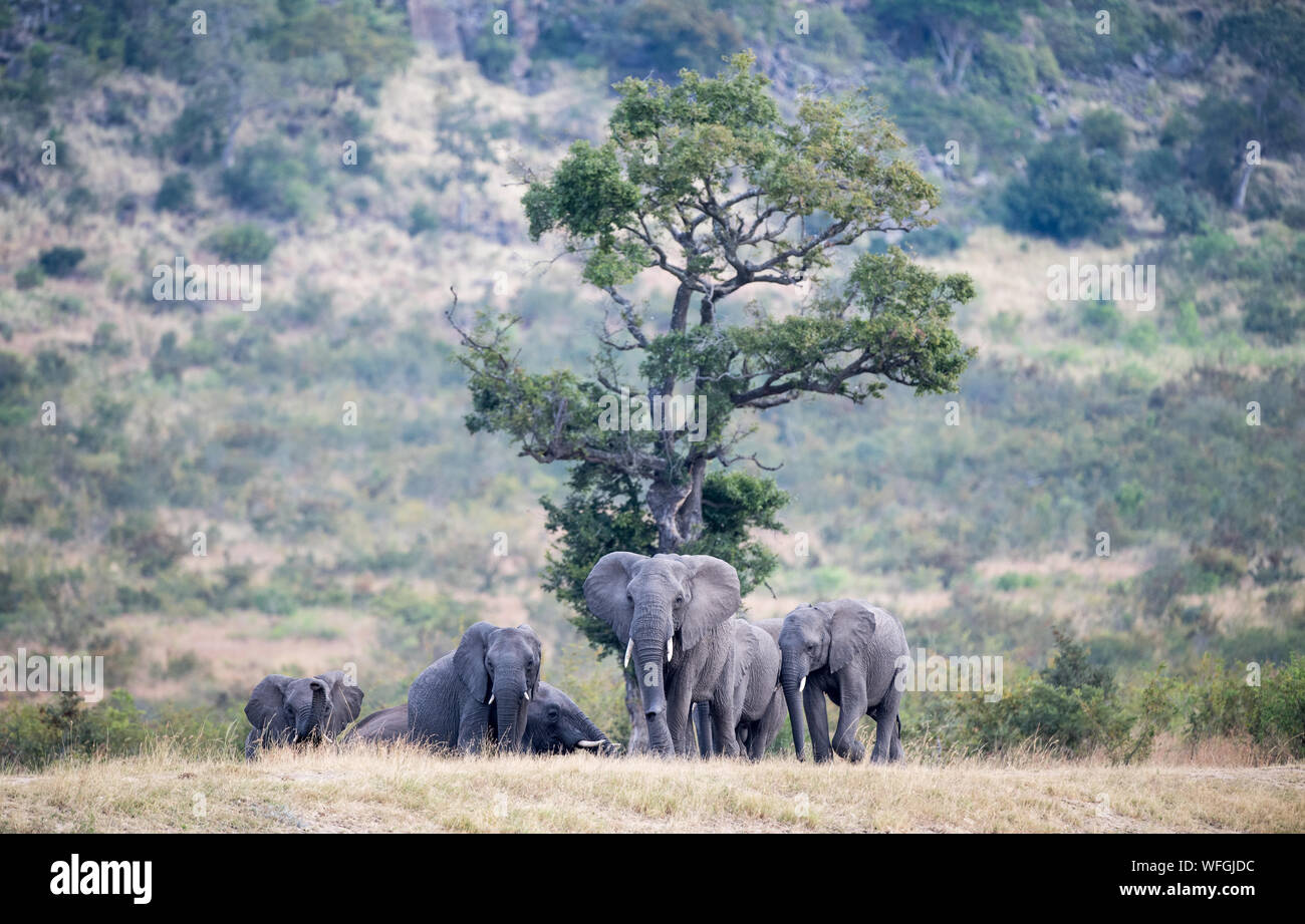 Manada de elefantes en la selva, Sudáfrica Foto de stock