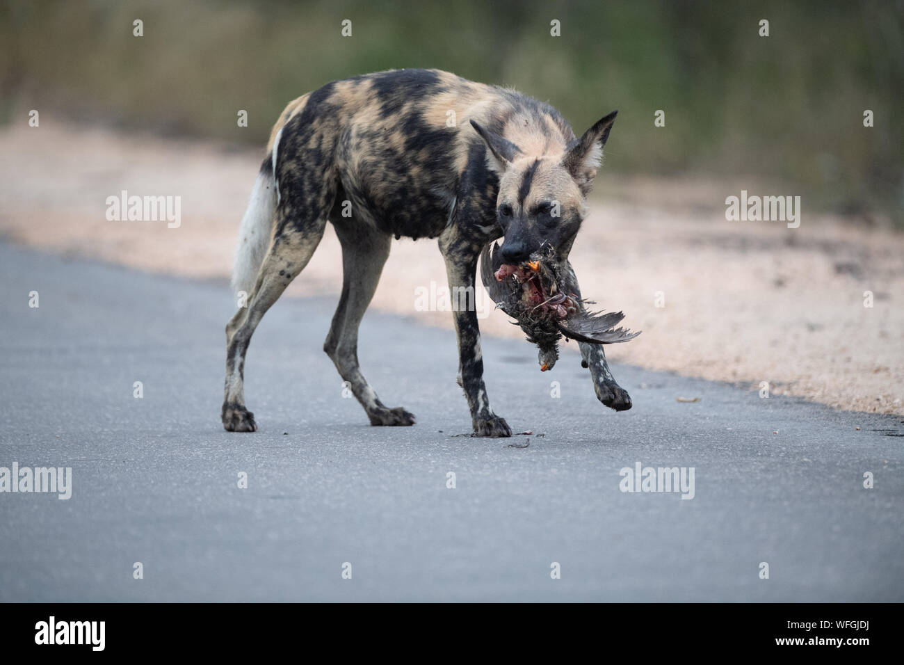 Perro salvaje africano (Lycaon pictus) llevando una francolin en su boca, Sudáfrica Foto de stock