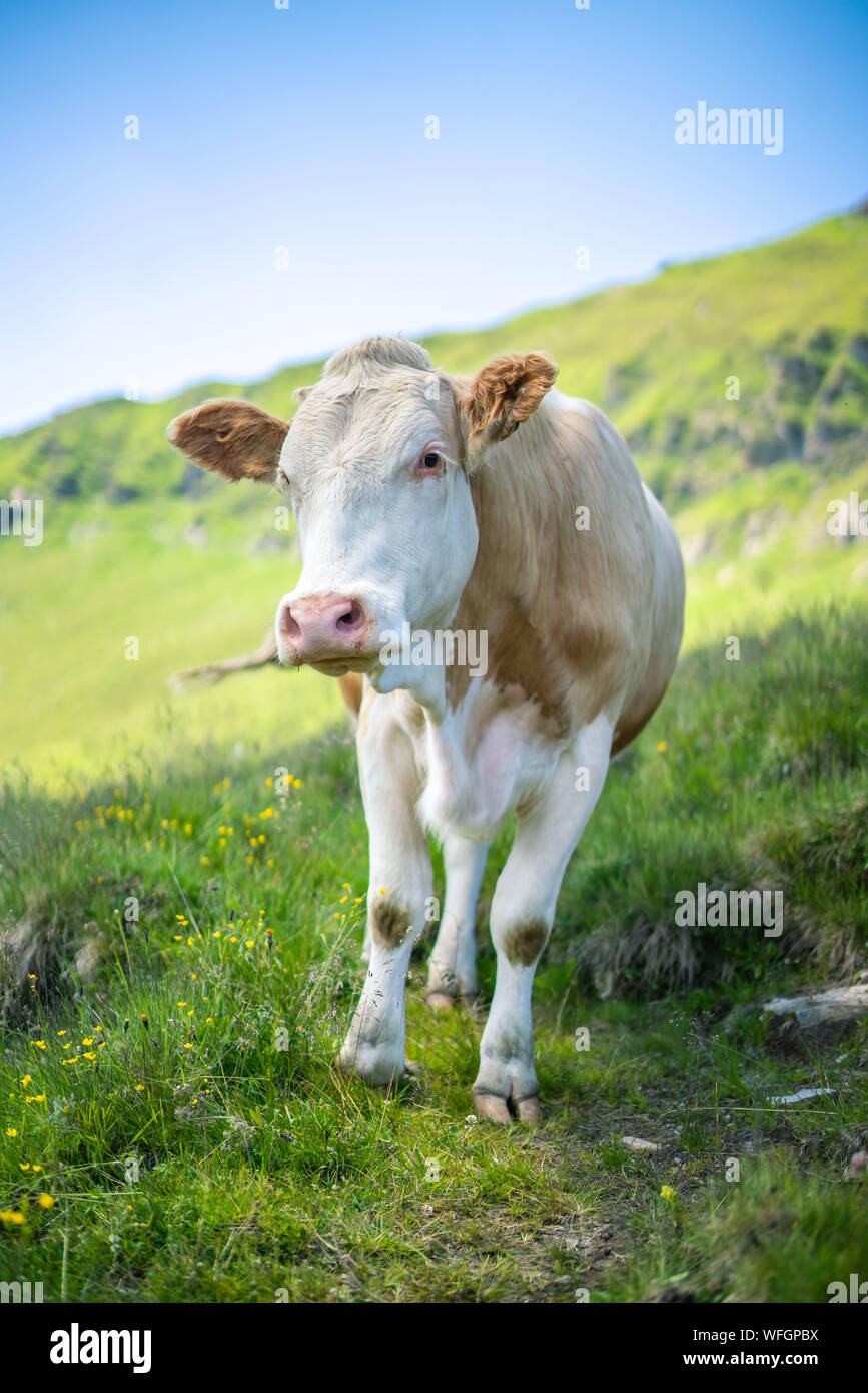 Vaca de pie en los Alpes austríacos, Gastein, Salzburgo, Austria Foto de stock