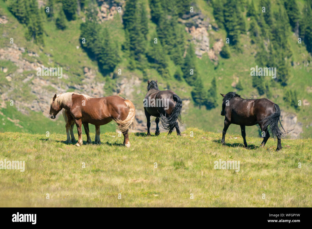 Caballos salvajes en los Alpes austríacos, Salzburgo, Austria Foto de stock