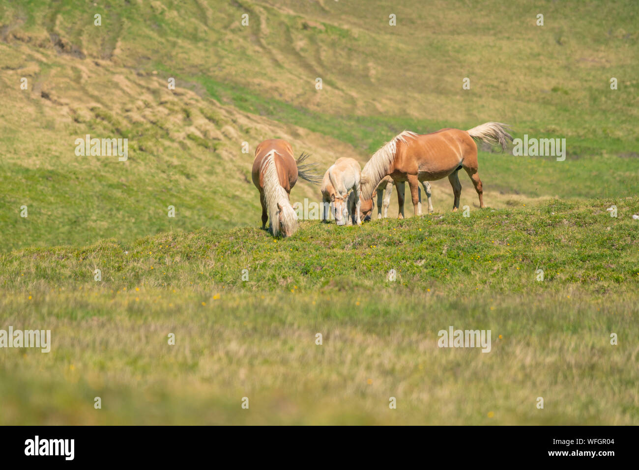 Caballos salvajes en los Alpes austríacos, Salzburgo, Austria Foto de stock