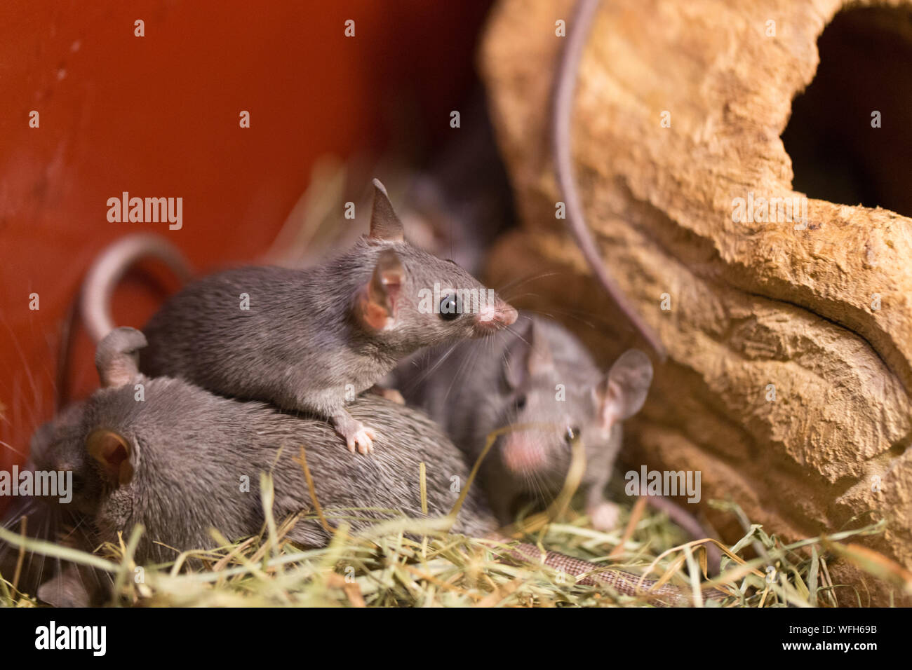 Close-up de ratones en el heno Foto de stock