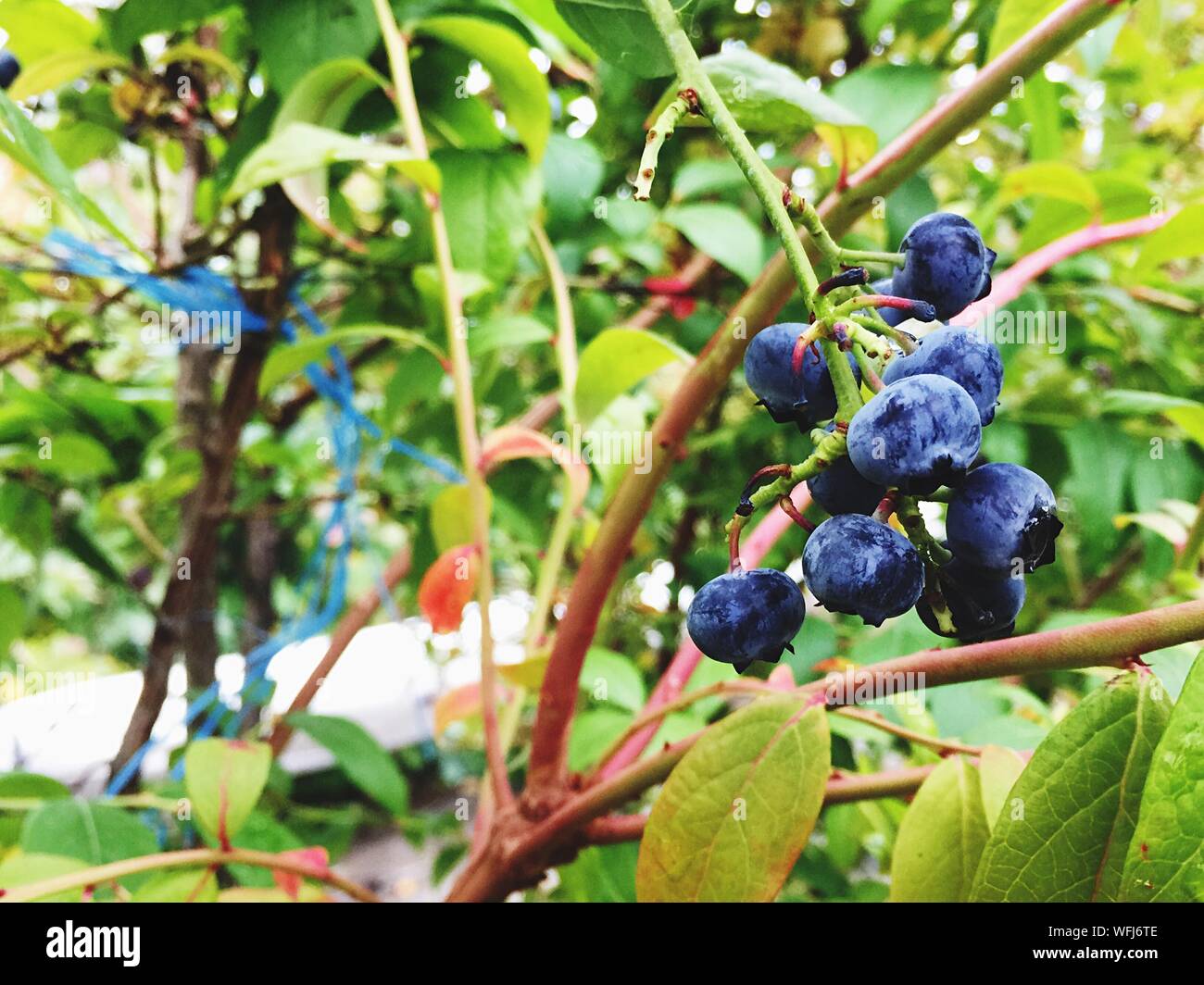 Blueberry growing on tree fotografías e imágenes de alta resolución - Alamy