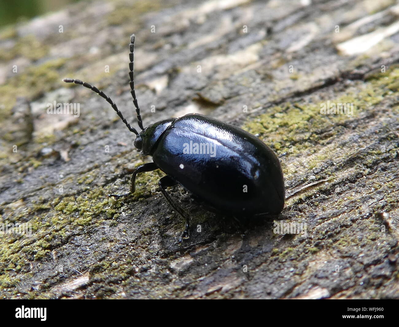 Close-up de escarabajo negro sobre madera Foto de stock