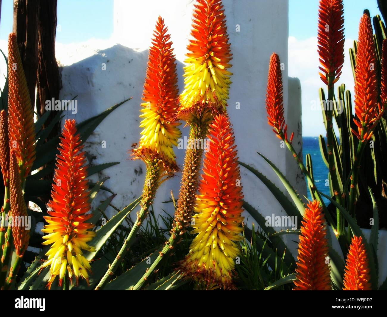 Aloe vera flowers fotografías e imágenes de alta resolución - Alamy