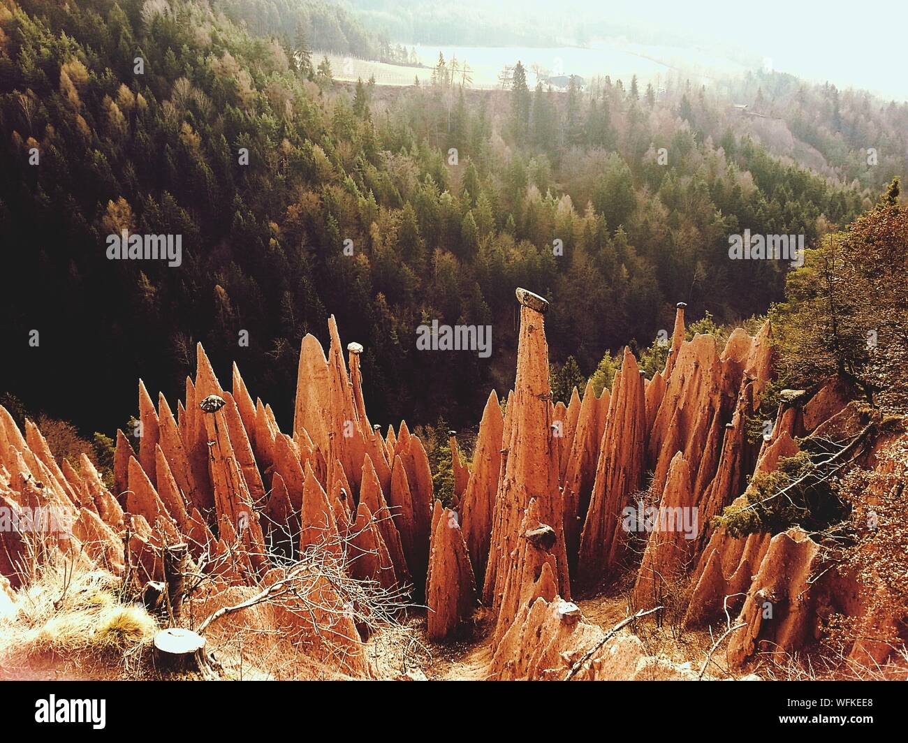 Un alto ángulo de visualización de las termitas contra árboles en el campo Foto de stock