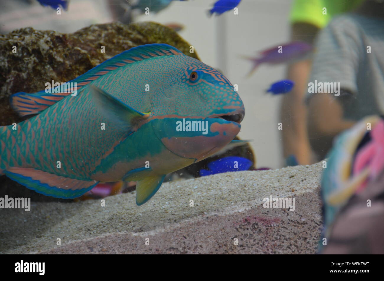 Close-up de coloridos peces nadando en agua en casa. Foto de stock