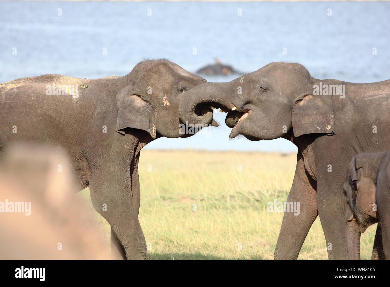Vista lateral de elefantes juguetones en campo contra el lago en el Parque Nacional de Minneriya Foto de stock