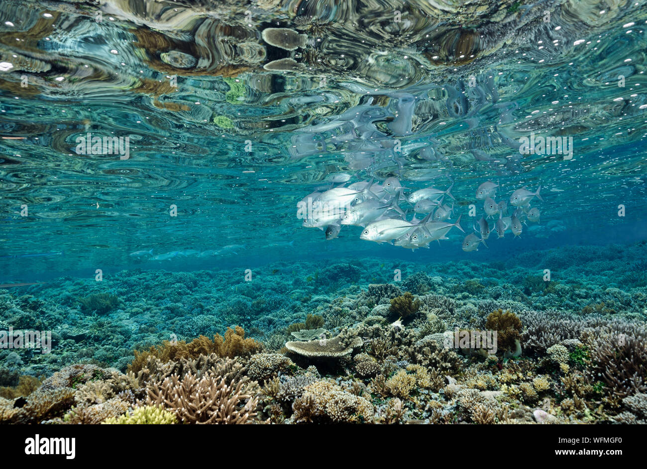 Scenic con arrecifes prístinos Acropora corales duros y patudo trvallies, Caranx sexfasciatus, Raja Ampat Indonesia. Foto de stock