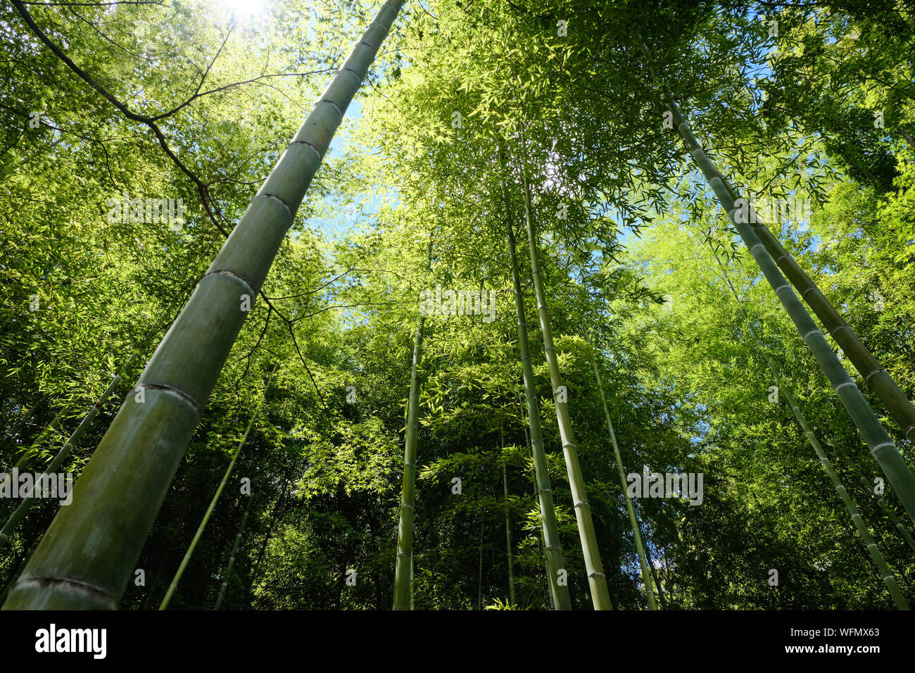Bosque de bambú en las afueras de Kyoto en Arashiyama Foto de stock