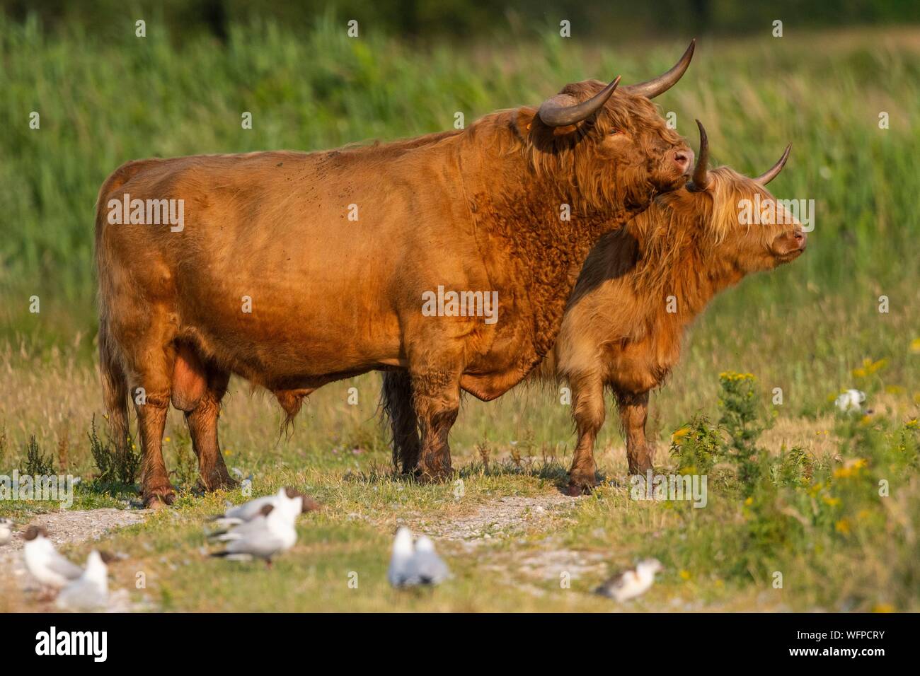 Francia, Somme, la bahía de Somme, Crotoy Marsh, Le Crotoy, Highland ganado (vacas escocesas) para marsh mantenimiento y pastoreo eco Foto de stock