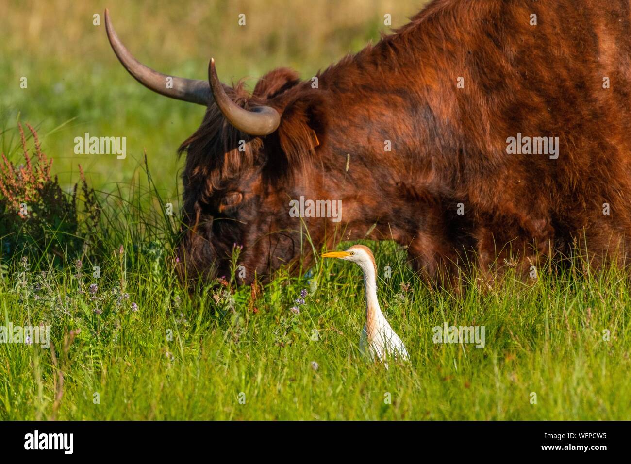 Francia, Somme, la bahía de Somme Crotoy, pantanos, Le Crotoy, garceta ganadera (Bubulcus ibis) y Garcetas ganado occidental vaca ganado Higland escocesa Foto de stock