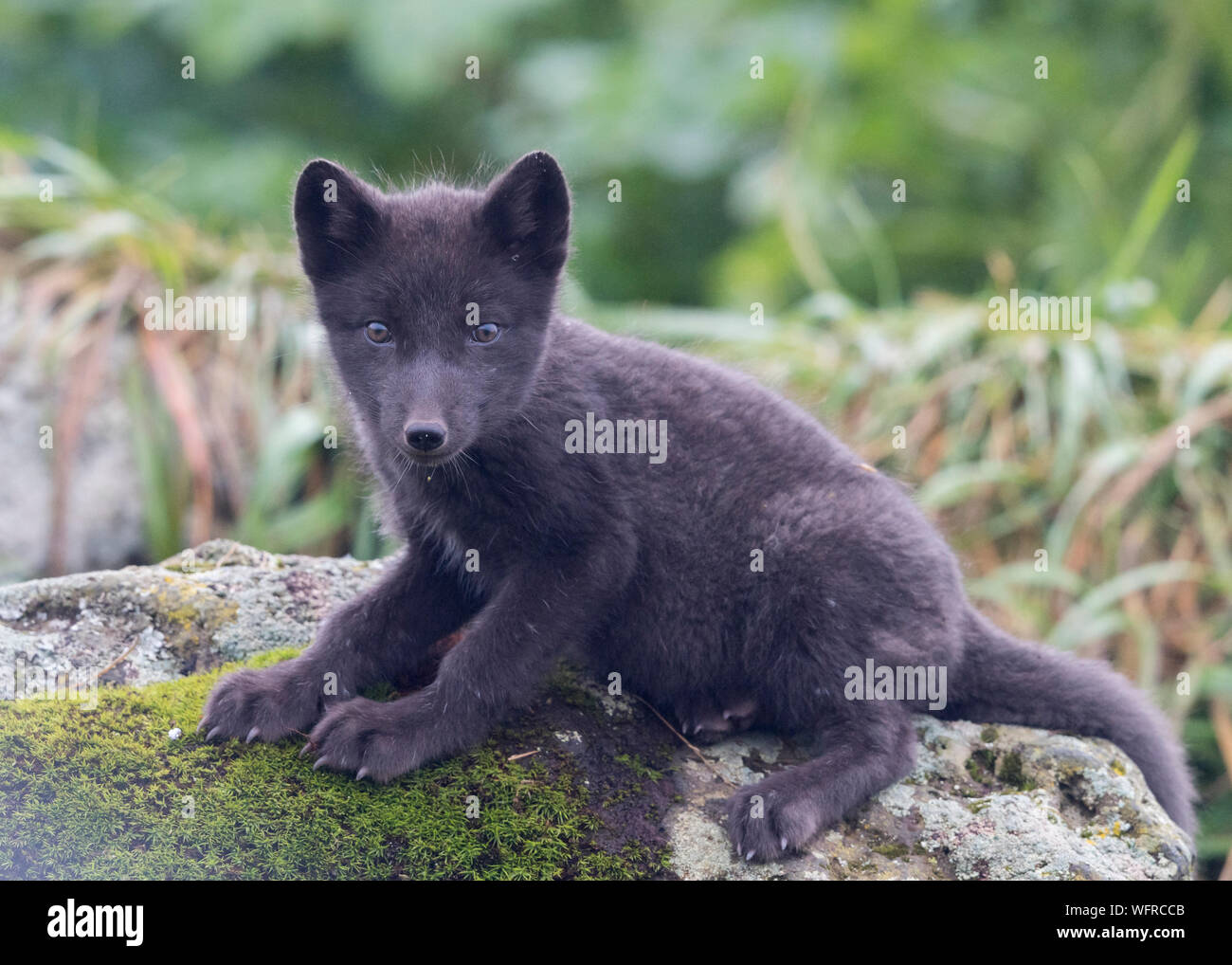 Arctic Pribilof fox en la isla de San Pablo Foto de stock