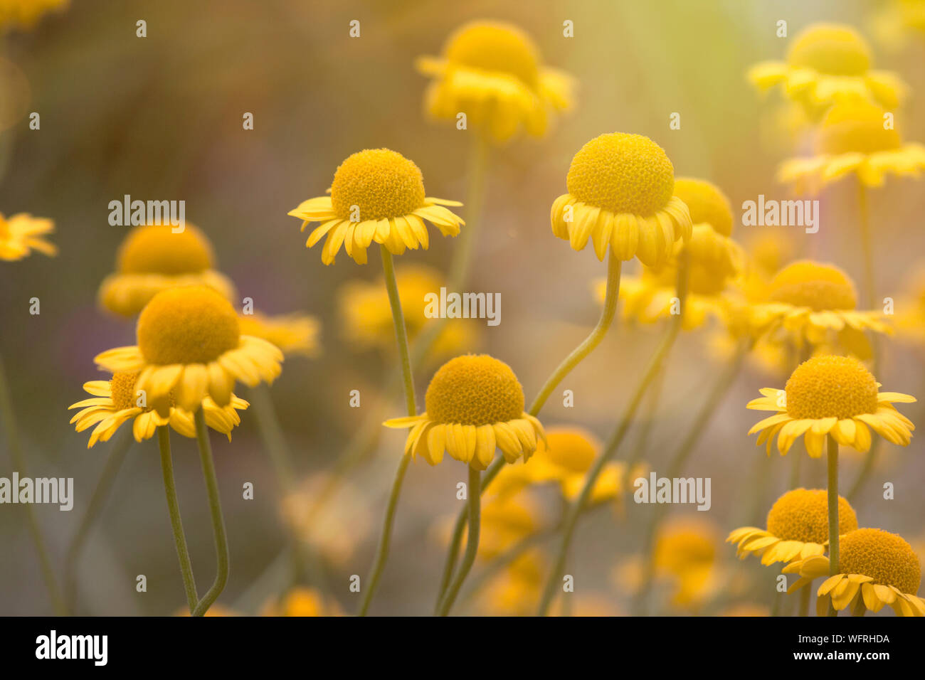 Close-up de flores amarillas en el campo Foto de stock