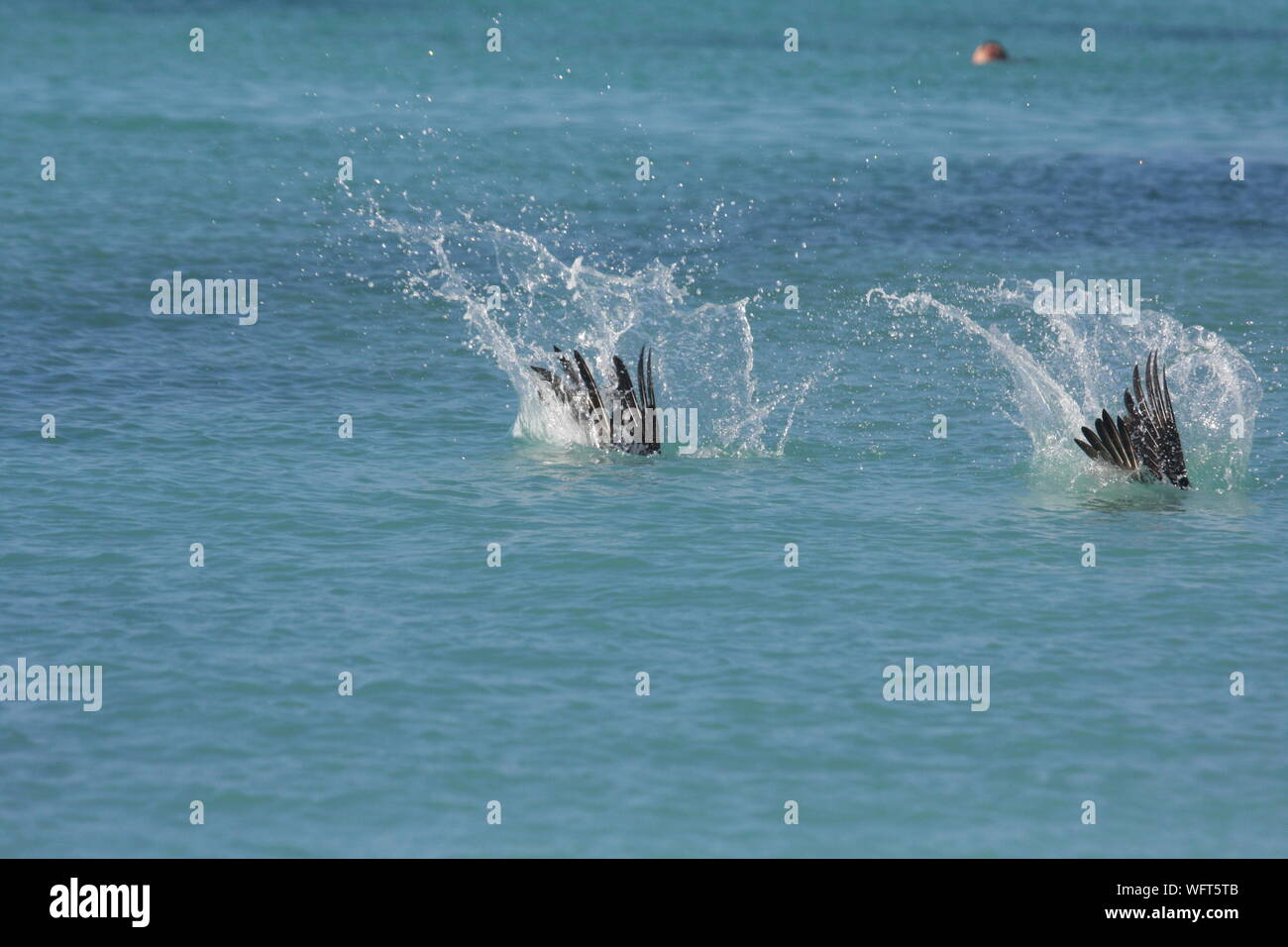Las aves de buceo en el mar Foto de stock