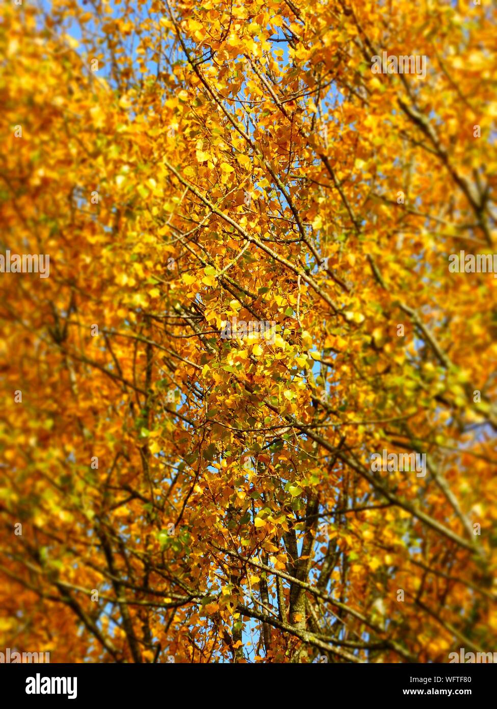 Frondosos árboles amarillo Foto de stock