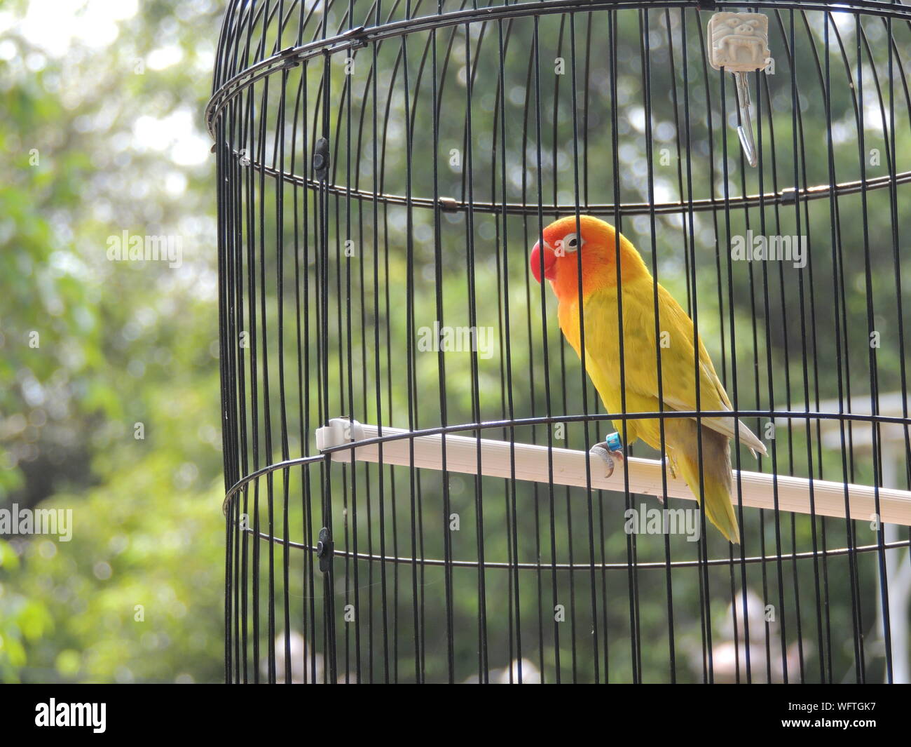 sun conure petco