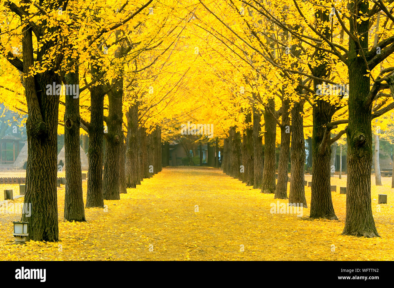 Vista panorámica de los árboles durante otoño amarillo Foto de stock