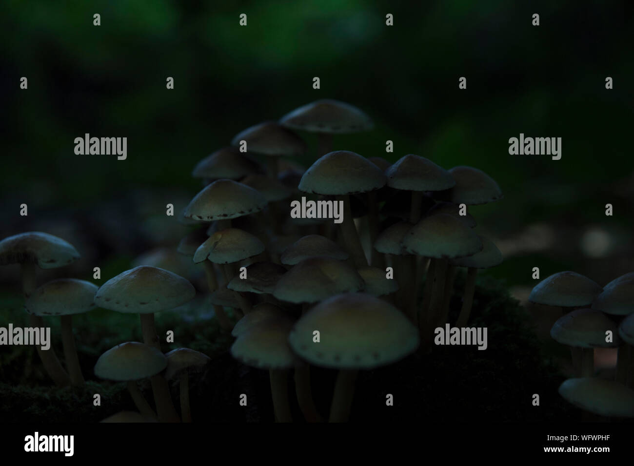 Cerca de los hongos que crecen en el exterior Foto de stock