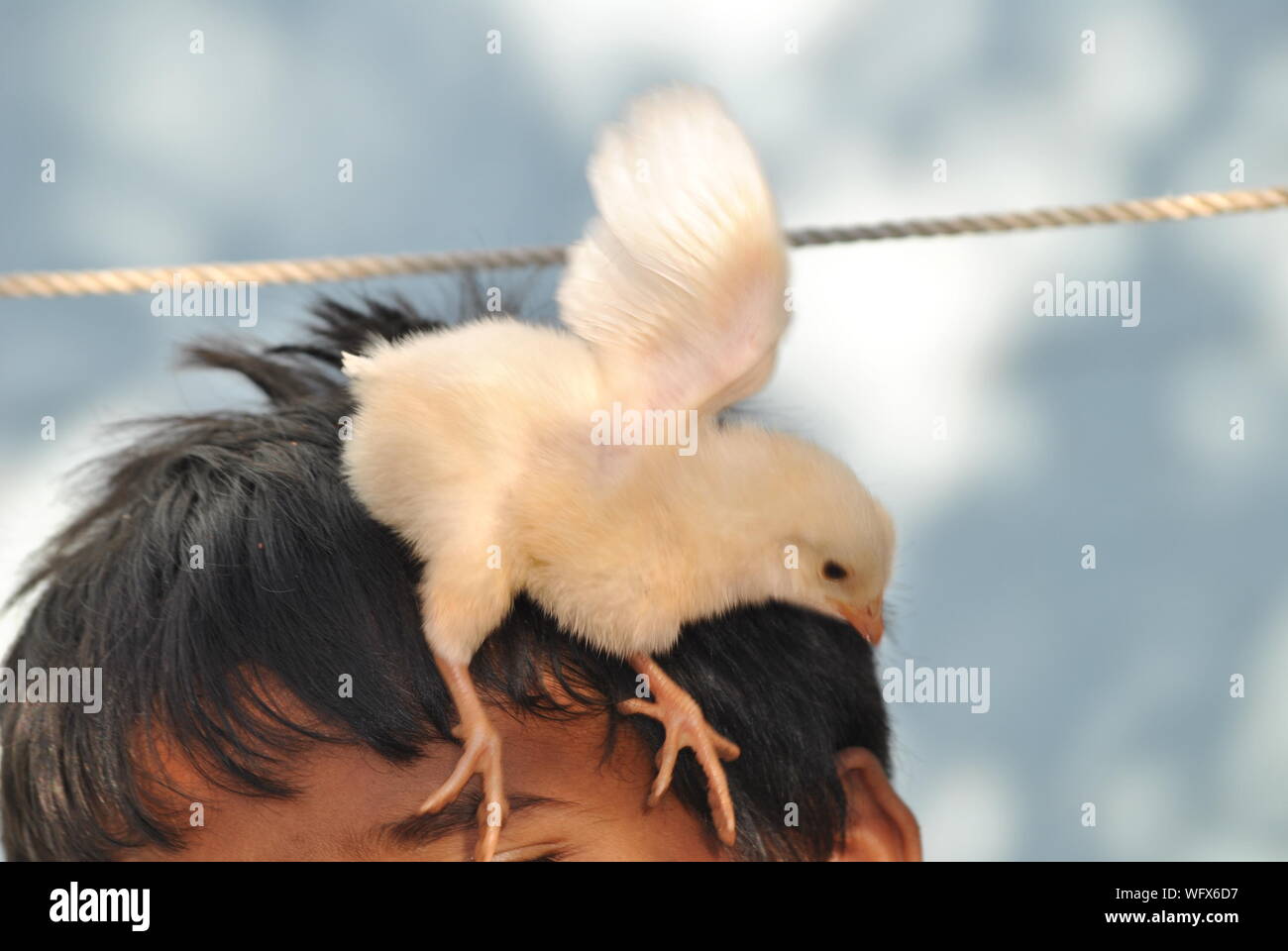 Chicken Flapping Wings Fotos E Imagenes De Stock Alamy