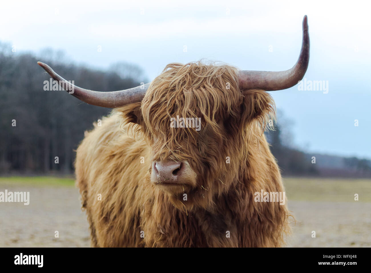 Retrato de Highland ganado en campo contra el cielo Foto de stock