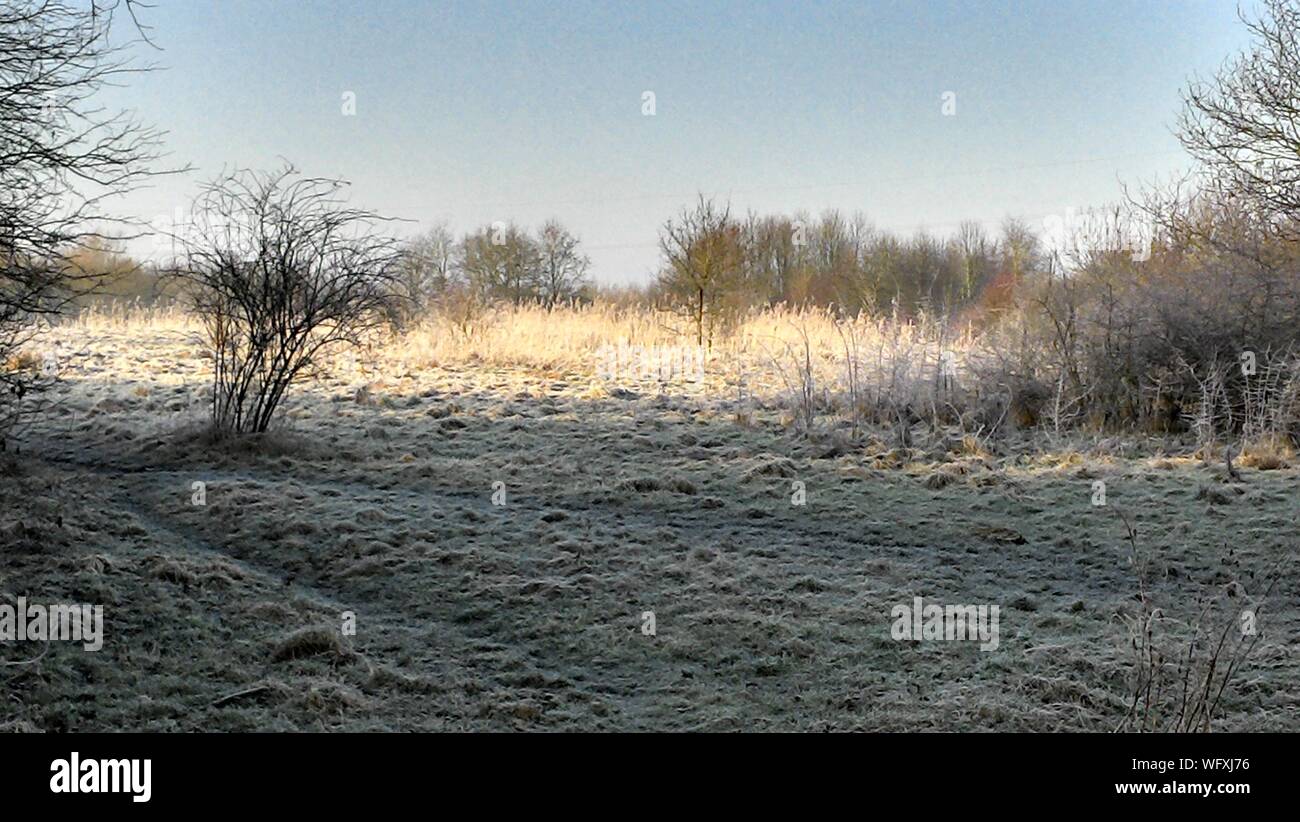 Bare árboles en campo contra el cielo claro Foto de stock