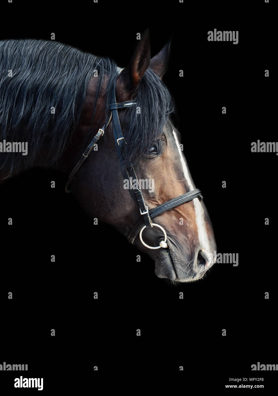 Ver perfil de caballo contra fondo negro Foto de stock