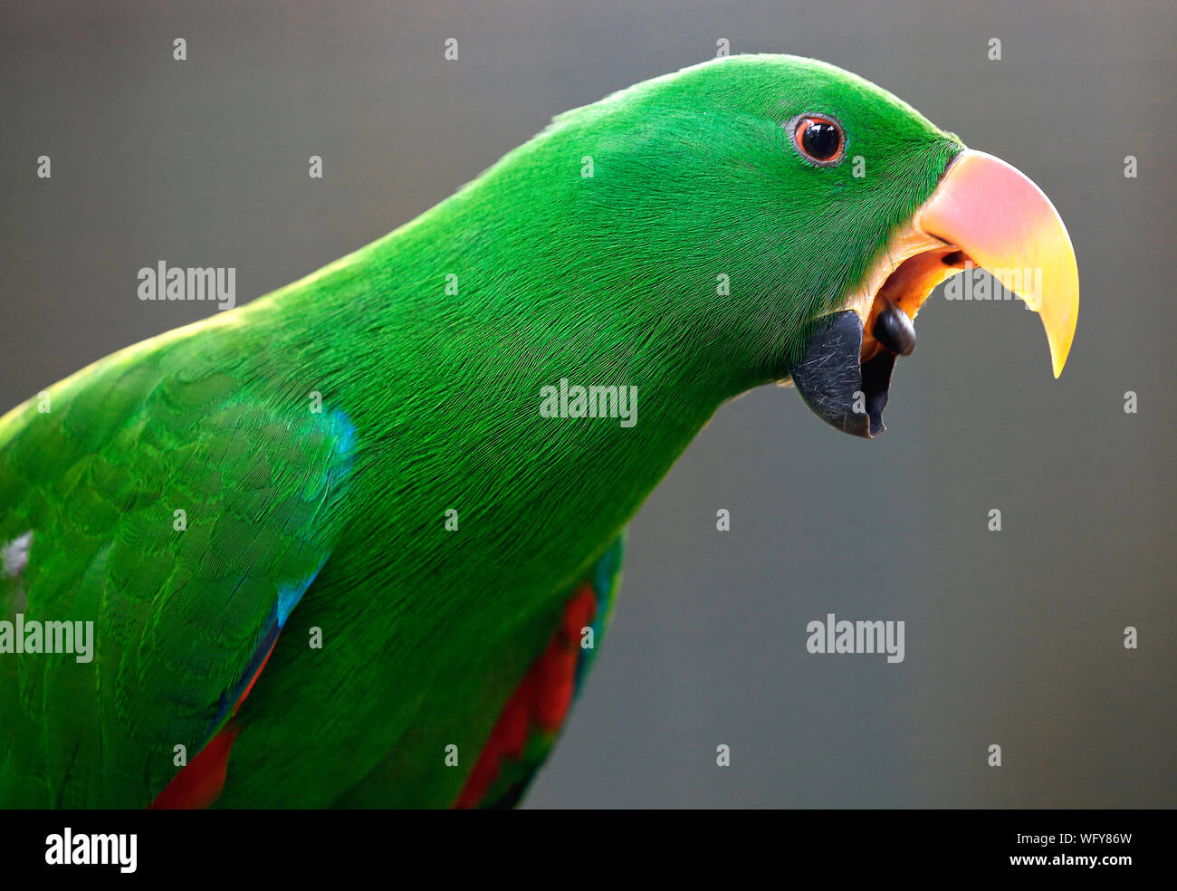 Close-up de pájaro verde Foto de stock