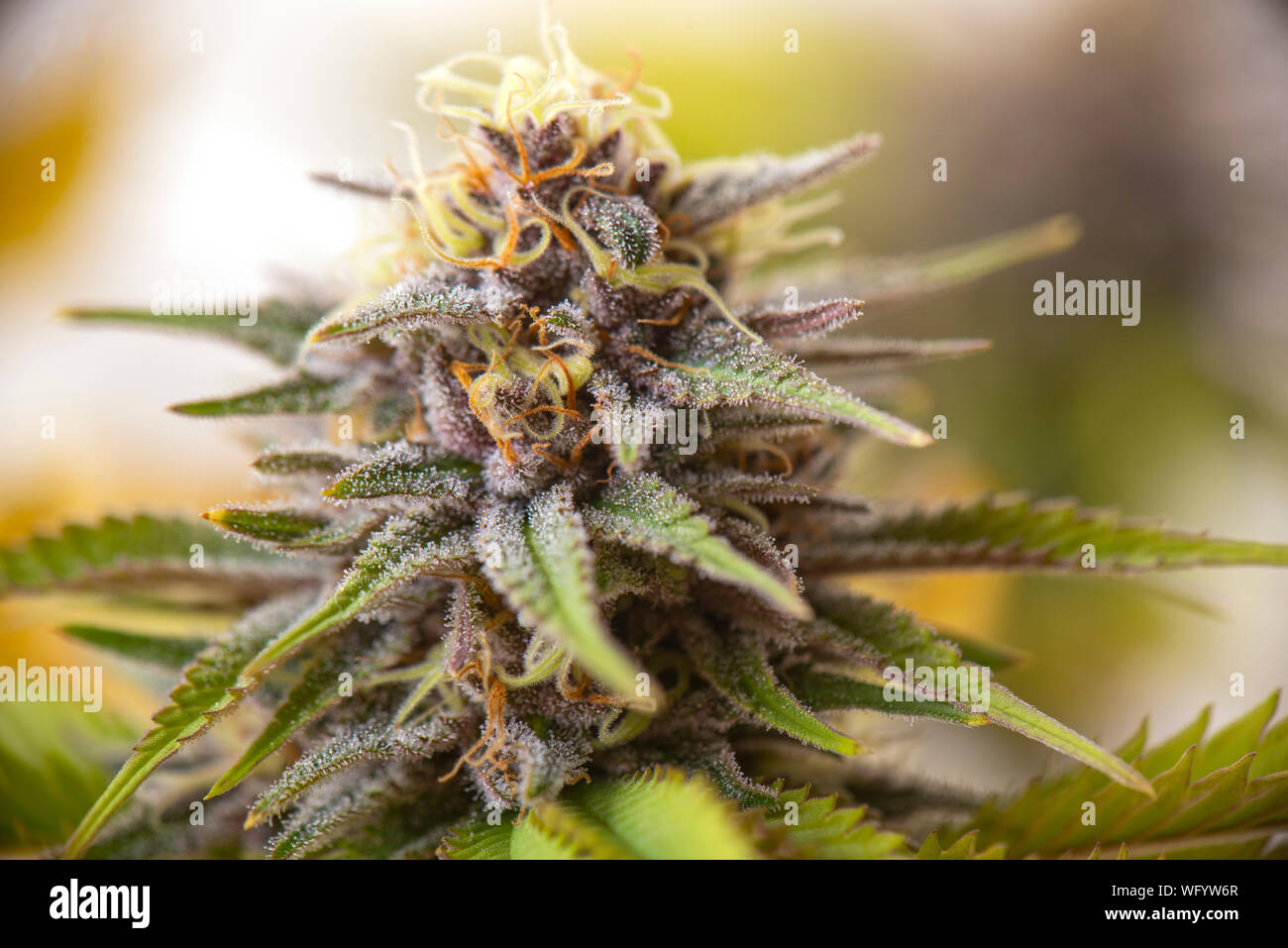 Detalle de la flor del cannabis (purple queen cepa híbrida) creciendo en interiores: la marihuana medicinal cultivationc oncept Foto de stock
