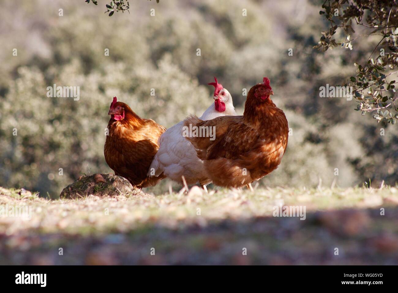 Close-up de pollos al aire libre Foto de stock