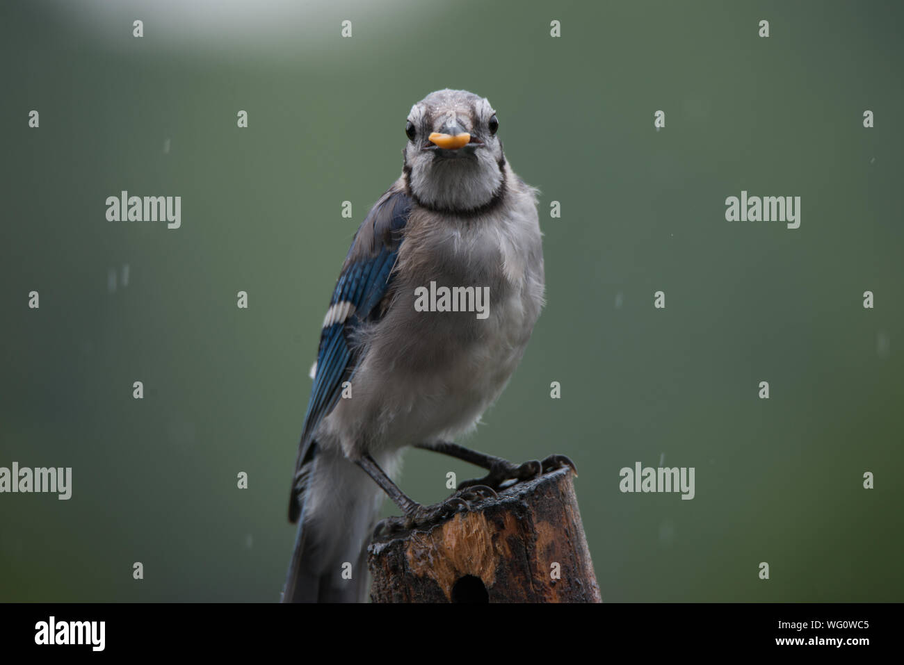 Close-up donde se posan los pájaros de madera en la lluvia Foto de stock