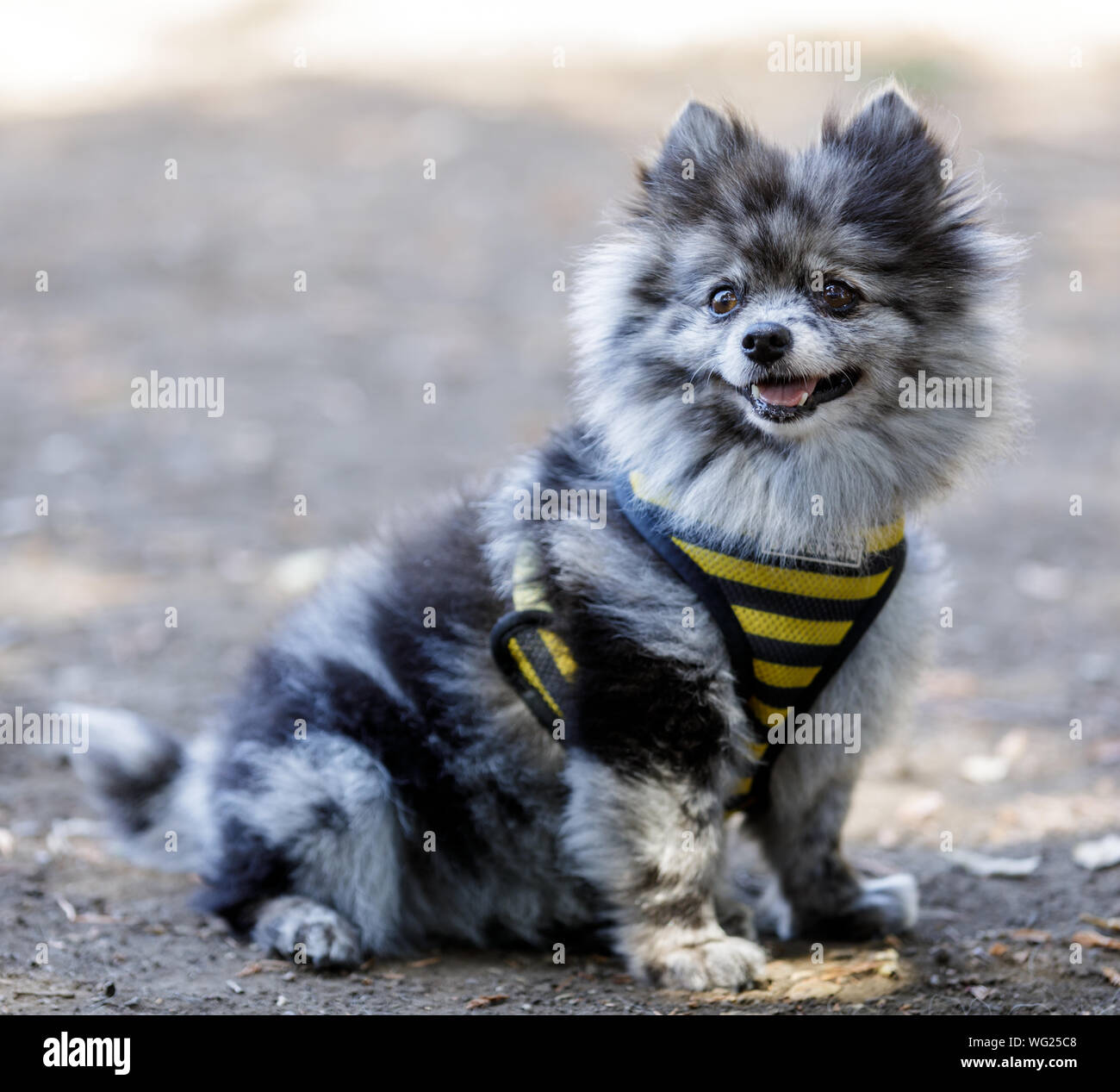 Pomeranio Fotos E Imagenes De Stock Alamy
