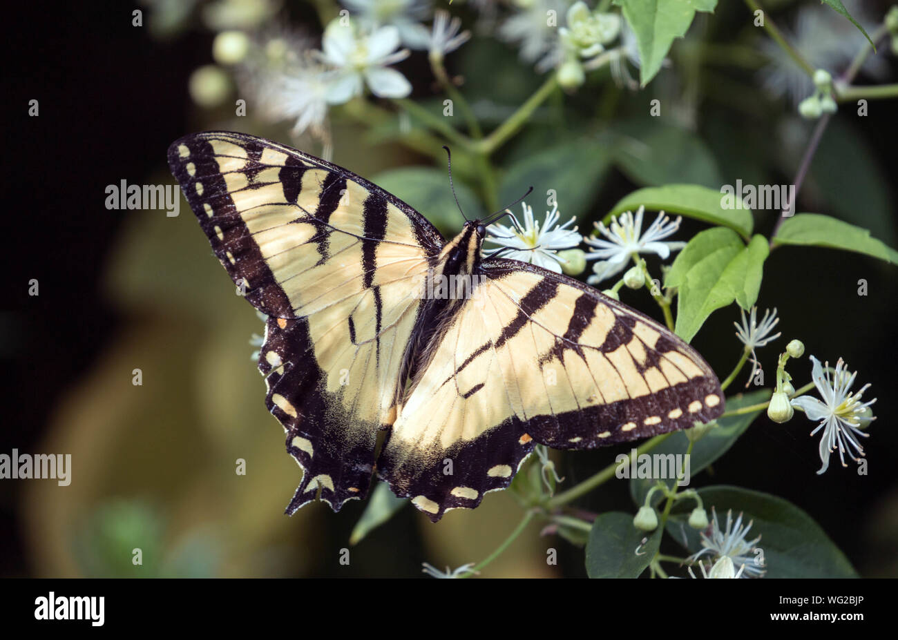 Primer plano de una especie de Tigre ( mariposas Papilio glaucus ) nectaring sobre flores en Ontario,Canadá Foto de stock