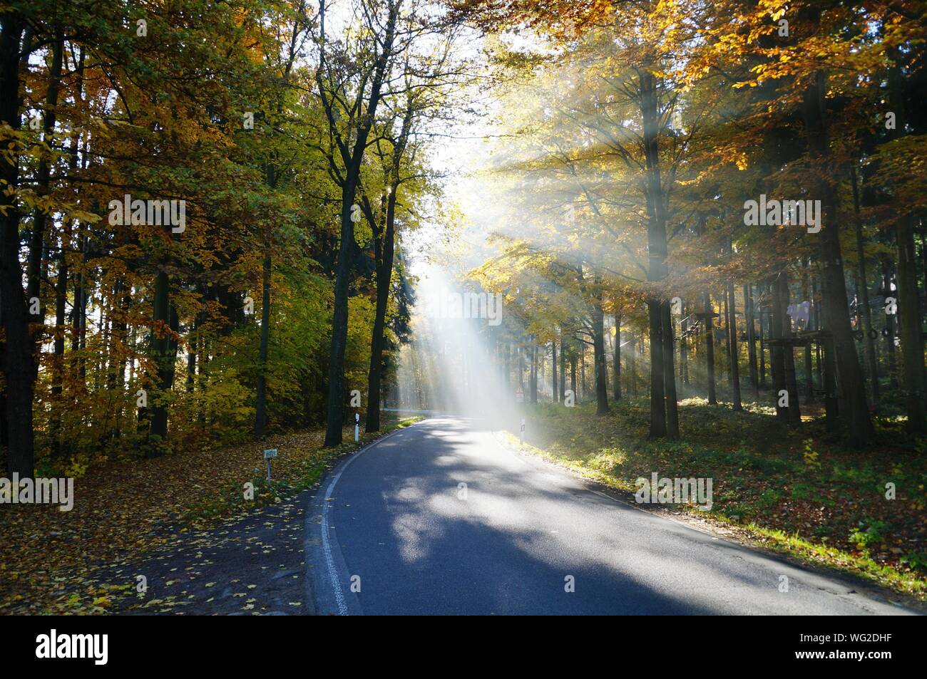 Los rayos solares streaming a través de otoño los árboles sobre la carretera vacía en el bosque Foto de stock