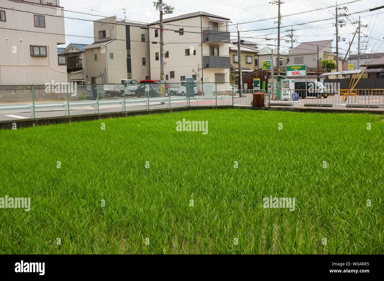 El arroz paddy o campos de arroz en zona urbana en Osaka, Japón. Foto de stock