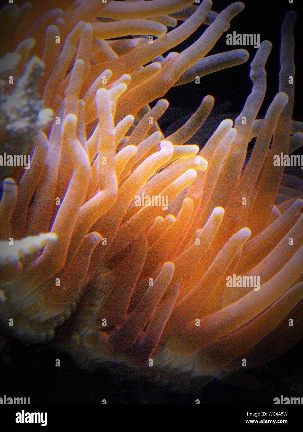 Cerca de los arrecifes de anémona de mar Foto de stock