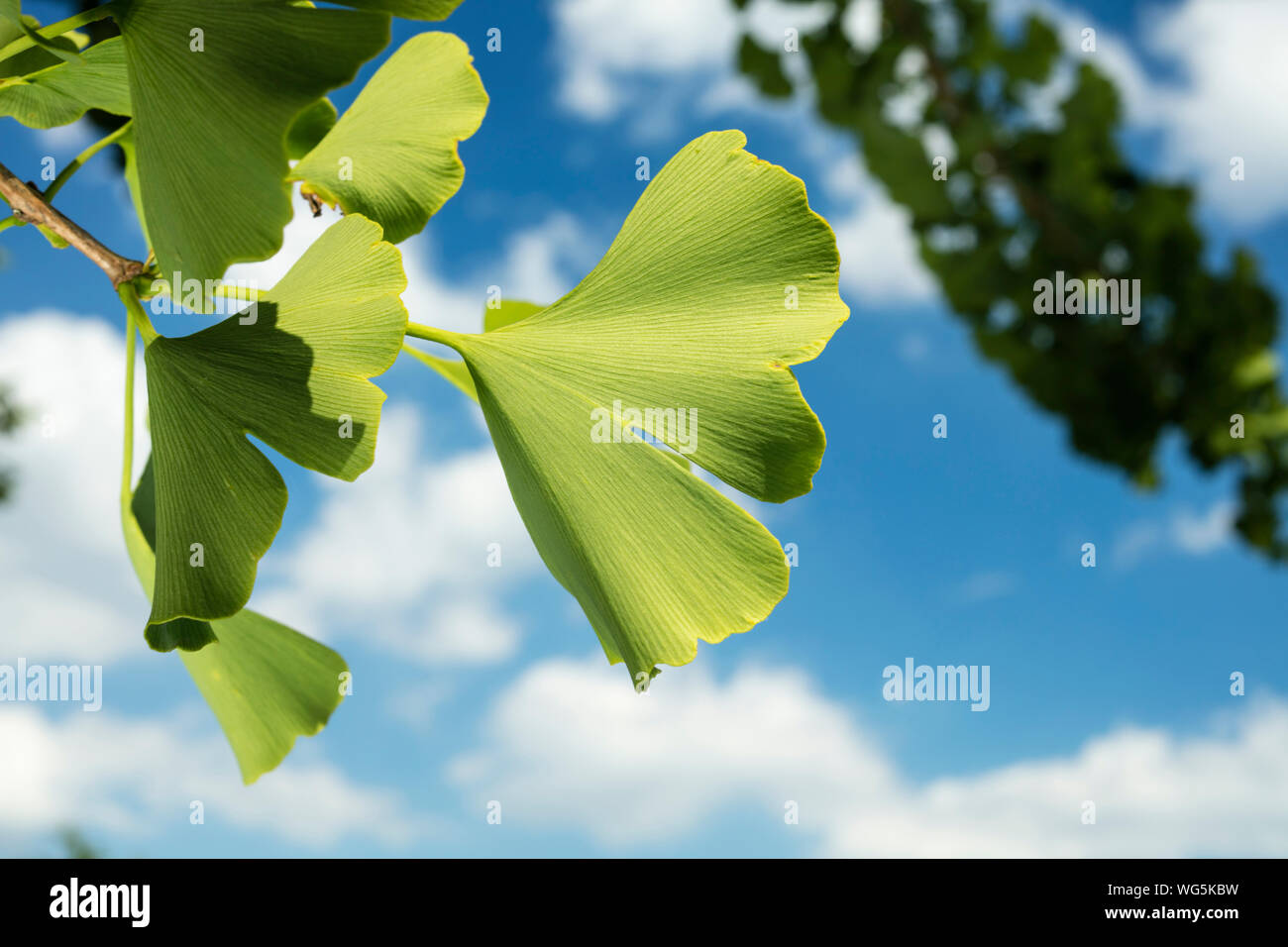 Ángulo de visión baja de hojas verdes frescas contra Sky Foto de stock