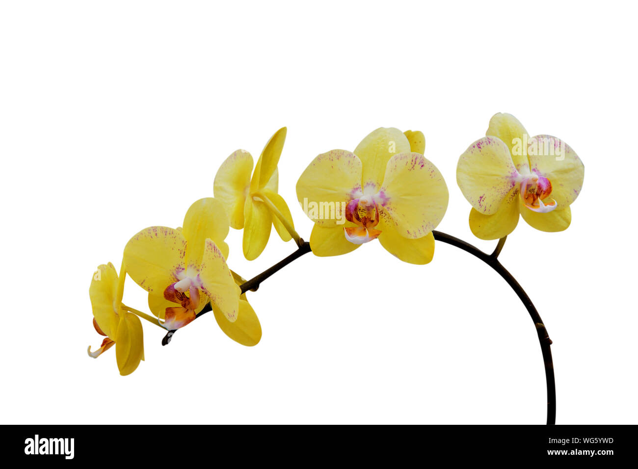 Orquideas amarillas fotografías e imágenes de alta resolución - Alamy