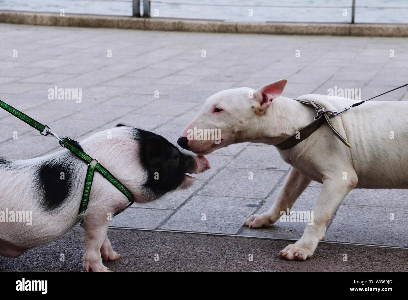 Reunión perro Cerdo Fotografía de stock - Alamy