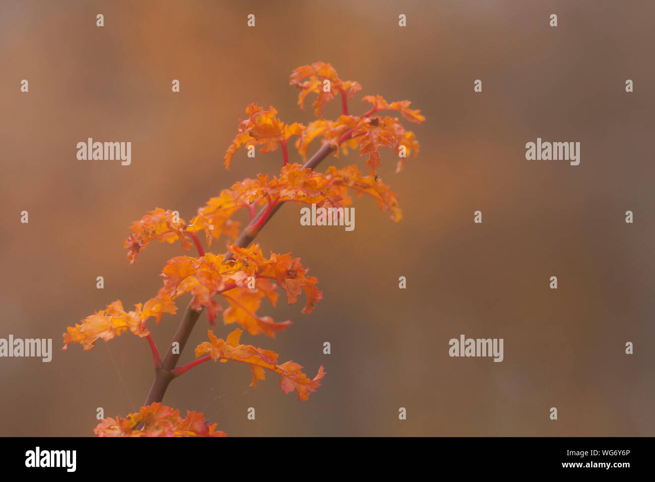 Close-up de flores de naranja en el árbol Foto de stock