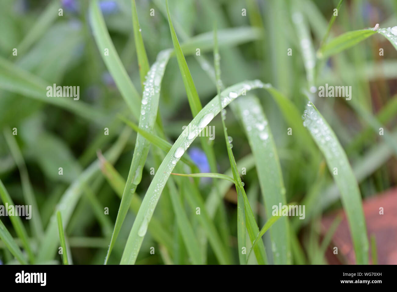Gotas de agua sobre la hierba verde en un jardín de verano después de la lluvia de cerca Foto de stock