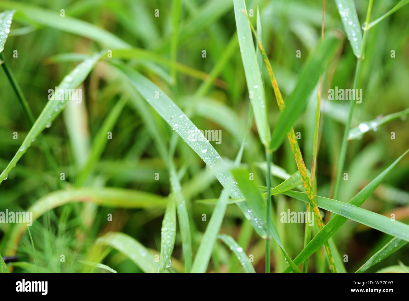 Gotas de agua sobre la hierba verde en un jardín de verano después de la lluvia de cerca Foto de stock