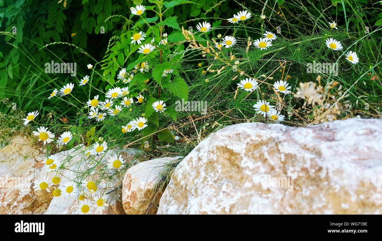 Margarita En Las Rocas Fotos e Imágenes de stock - Alamy